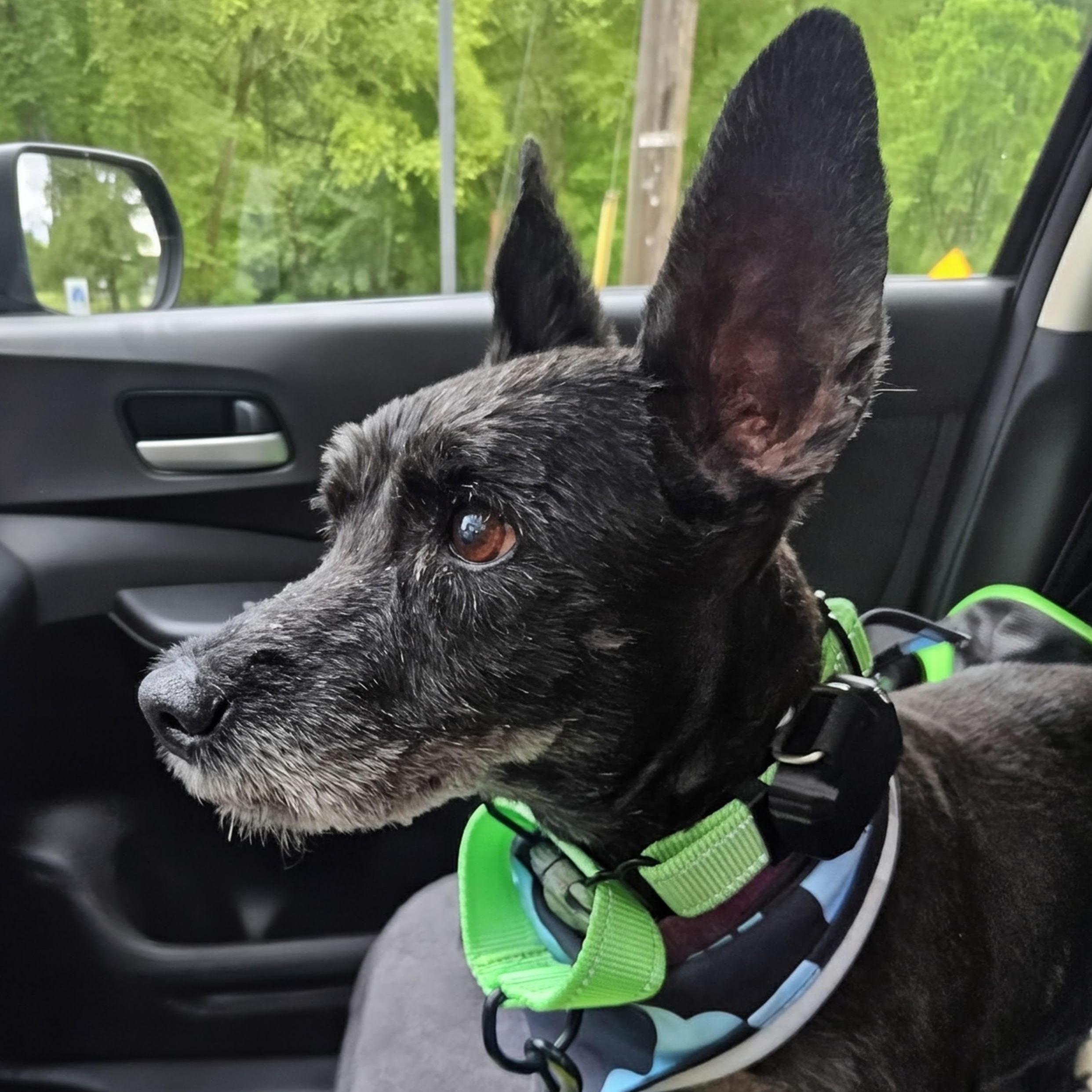 Old Man River, a Adoptable mixed breed in Annapolis, MD image 4/6