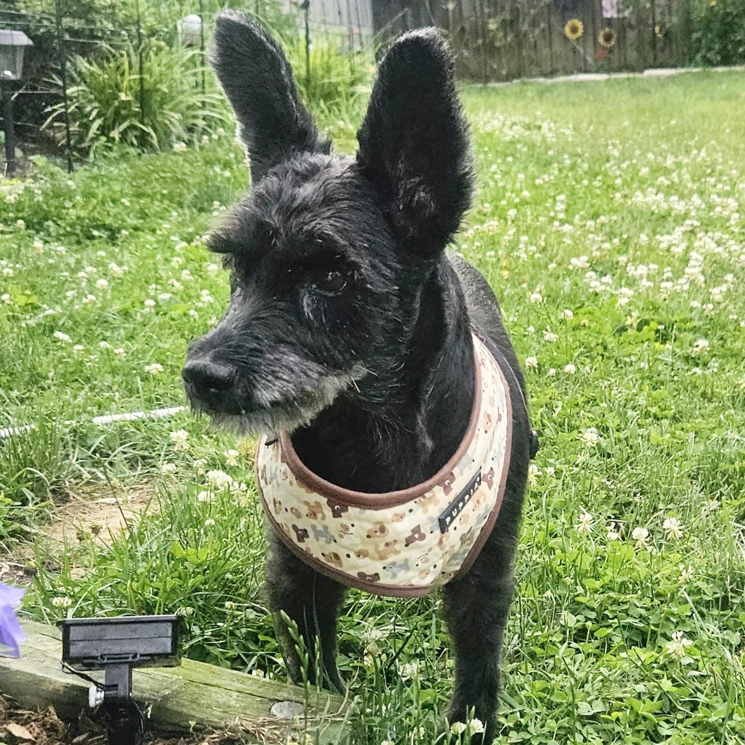 Old Man River, a Adoptable mixed breed in Annapolis, MD image 6/6