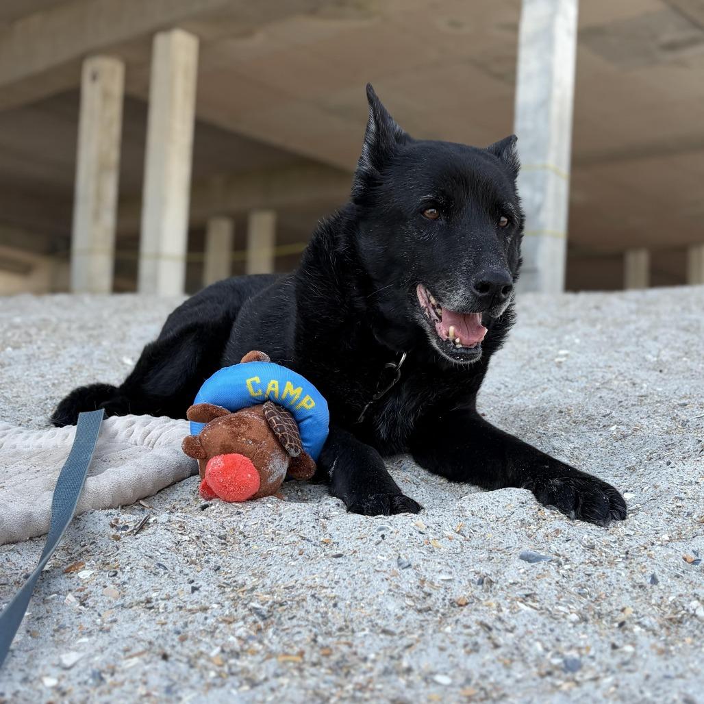 Enlarge Mrs. Brisby, a Adoptable Mixed Breed in Raleigh, NC image 1/6