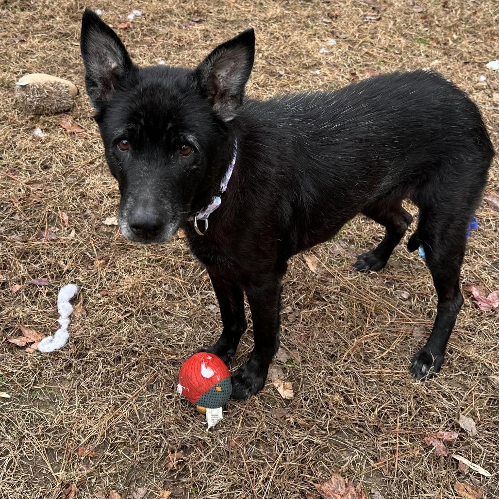 Enlarge Mrs. Brisby, a Adoptable mixed breed in Raleigh, NC image 1/5