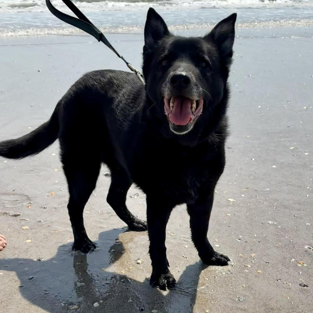 Enlarge Mrs. Brisby, a Adoptable Mixed Breed in Raleigh, NC image 3/6