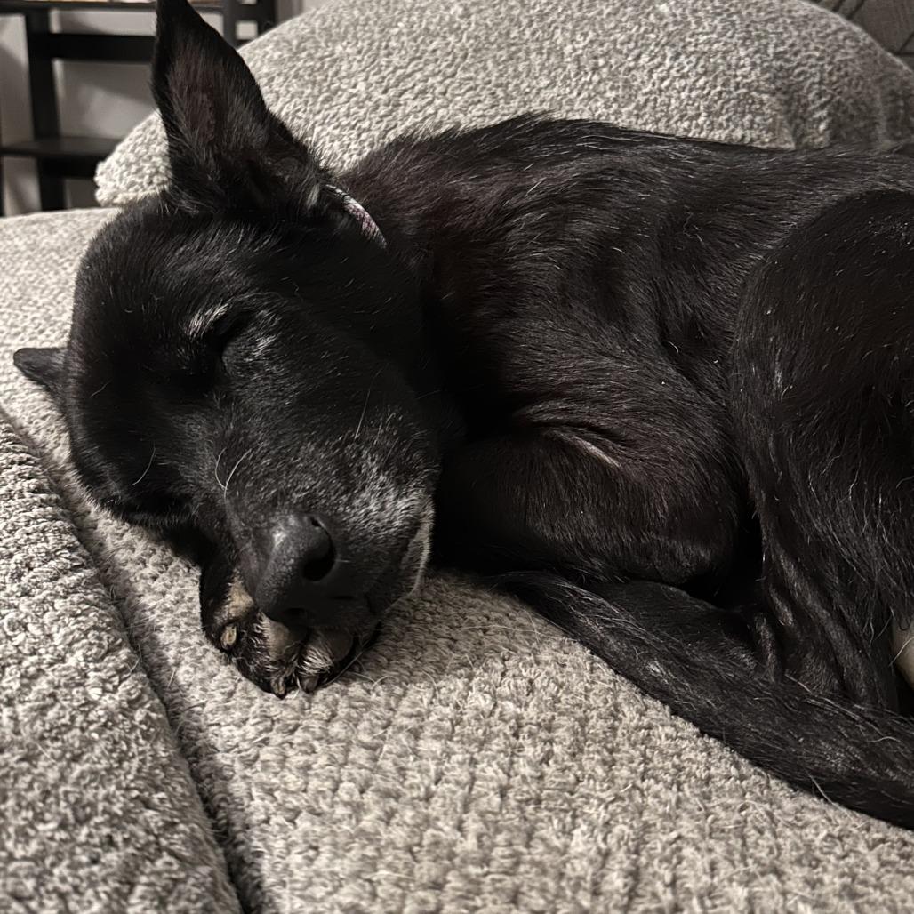 Enlarge Mrs. Brisby, a Adoptable mixed breed in Raleigh, NC image 2/5