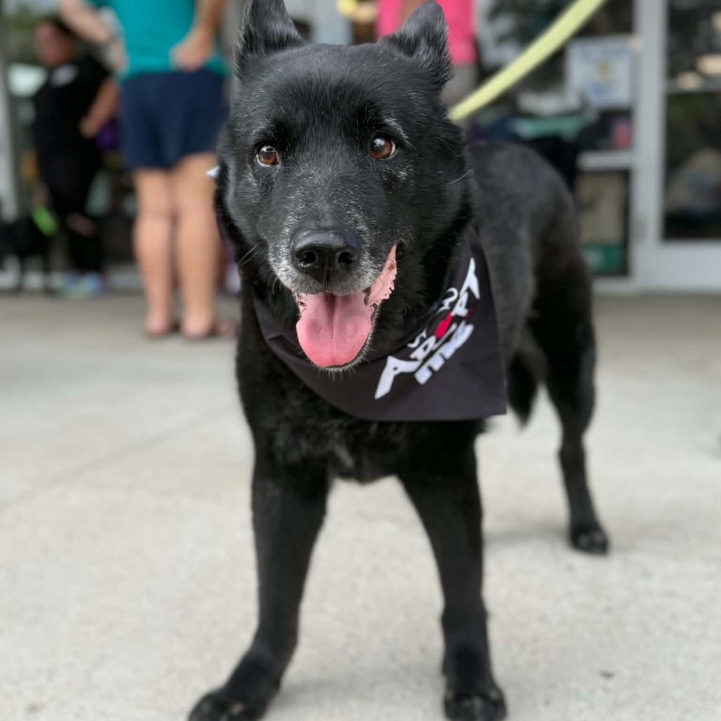 Enlarge Mrs. Brisby, a Adoptable Mixed Breed in Raleigh, NC image 4/6