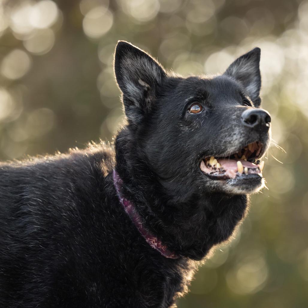 Enlarge Mrs. Brisby, a Adoptable Mixed Breed in Raleigh, NC image 4/6