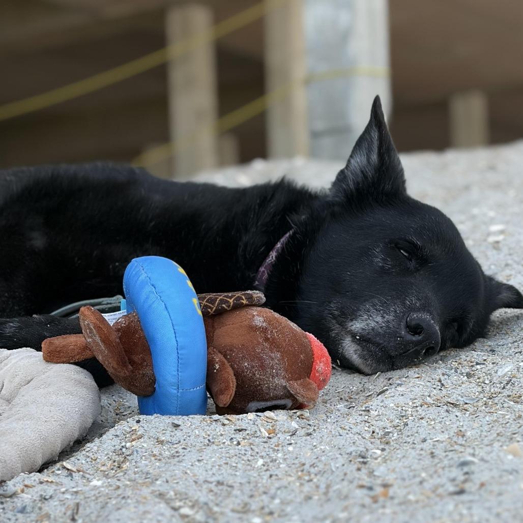 Enlarge Mrs. Brisby, a Adoptable Mixed Breed in Raleigh, NC image 5/6