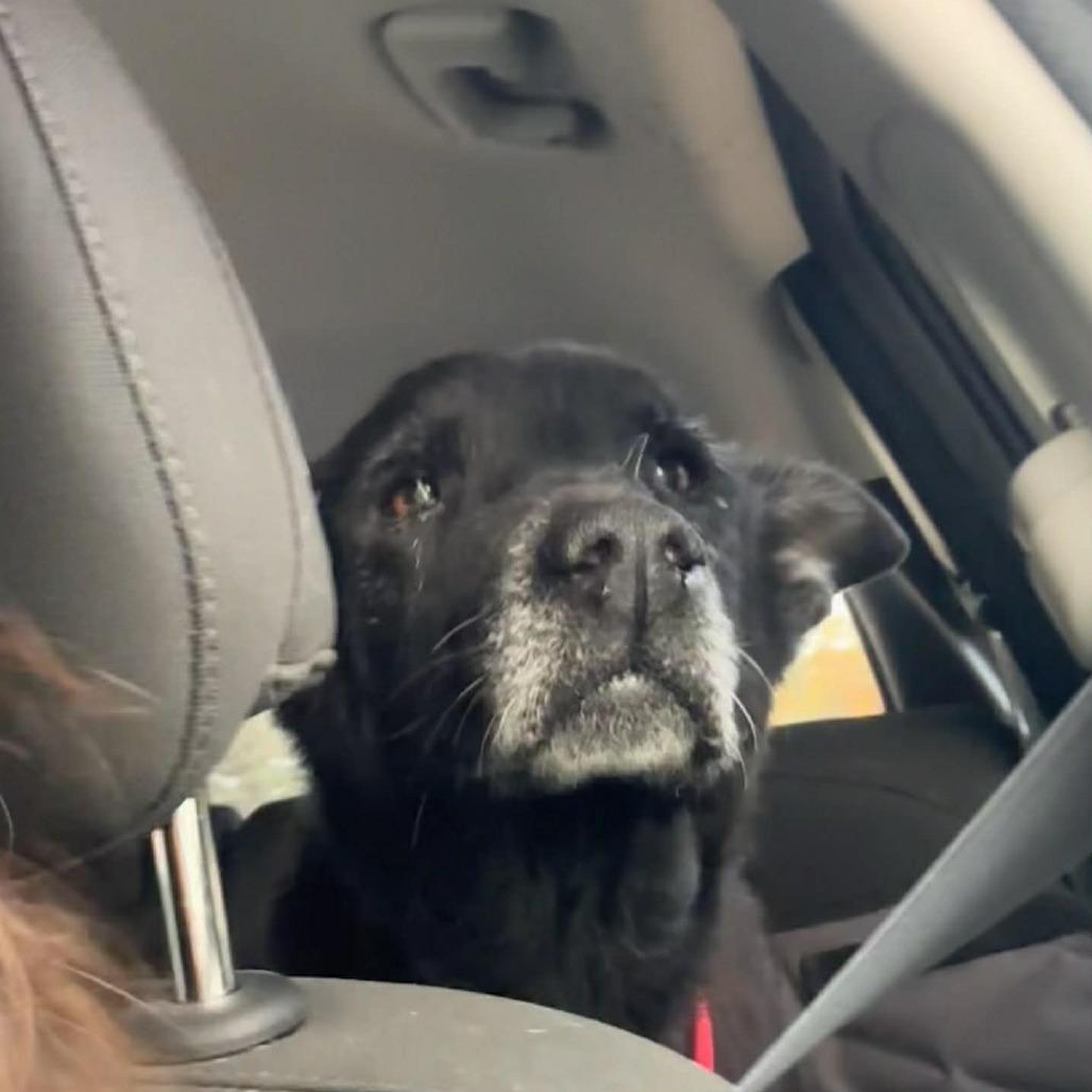 Enlarge Mrs. Brisby, a Adoptable mixed breed in Raleigh, NC image 3/5