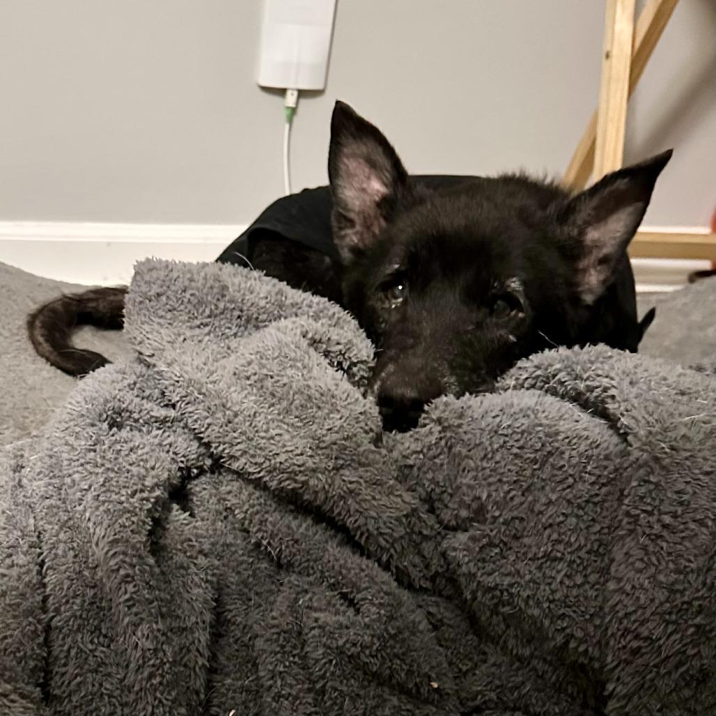 Enlarge Mrs. Brisby, a Adoptable mixed breed in Raleigh, NC image 4/5