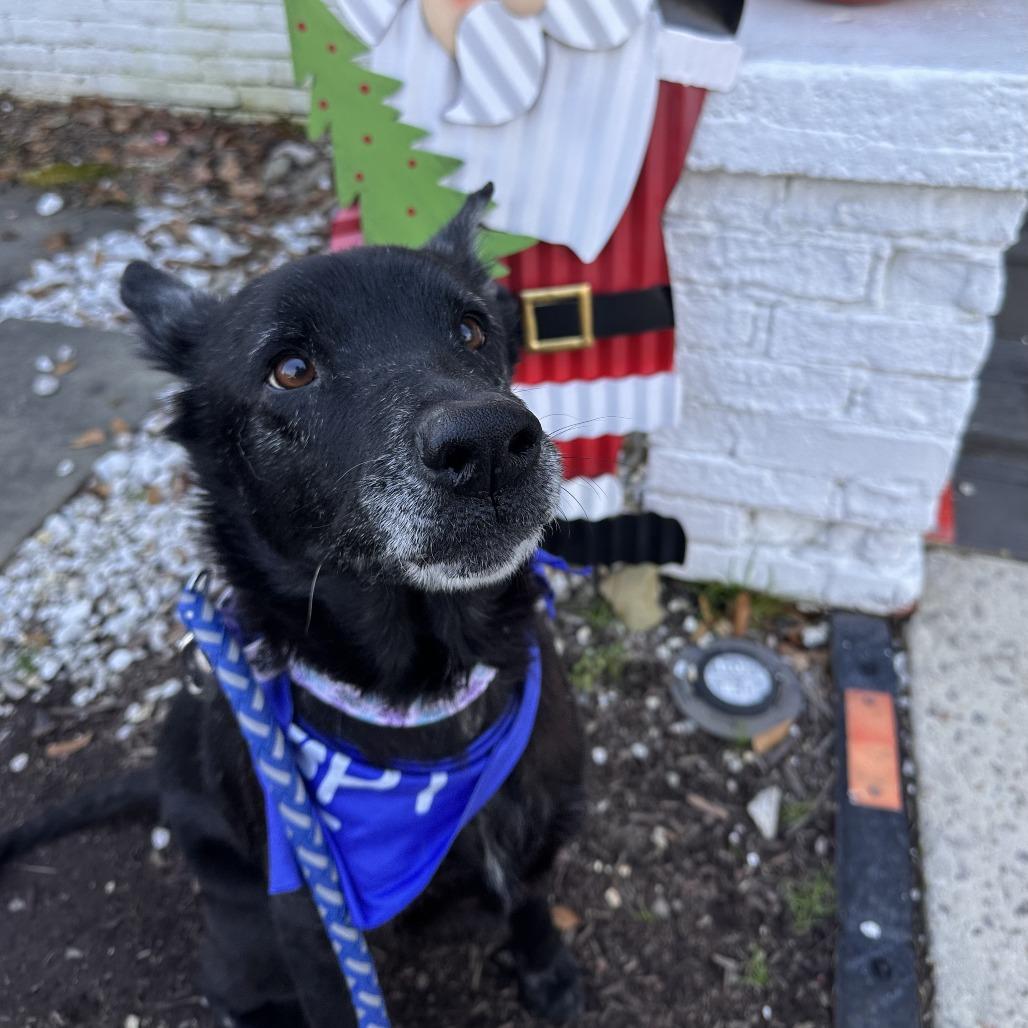 Enlarge Mrs. Brisby, a Adoptable mixed breed in Raleigh, NC image 5/5
