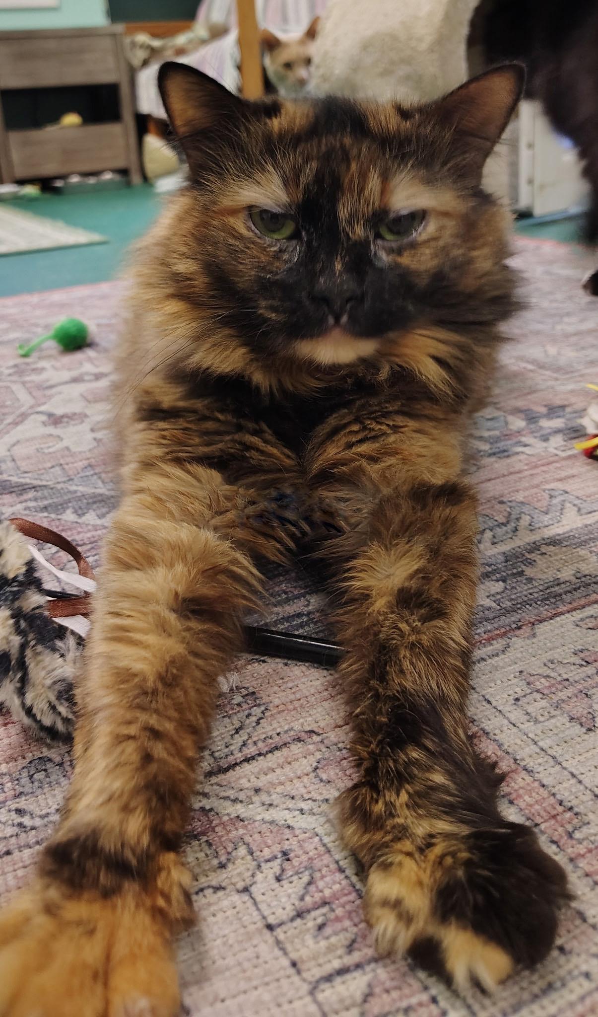Enlarge Mellie, a Adoptable Domestic Short Hair in Caribou, ME image 1/1