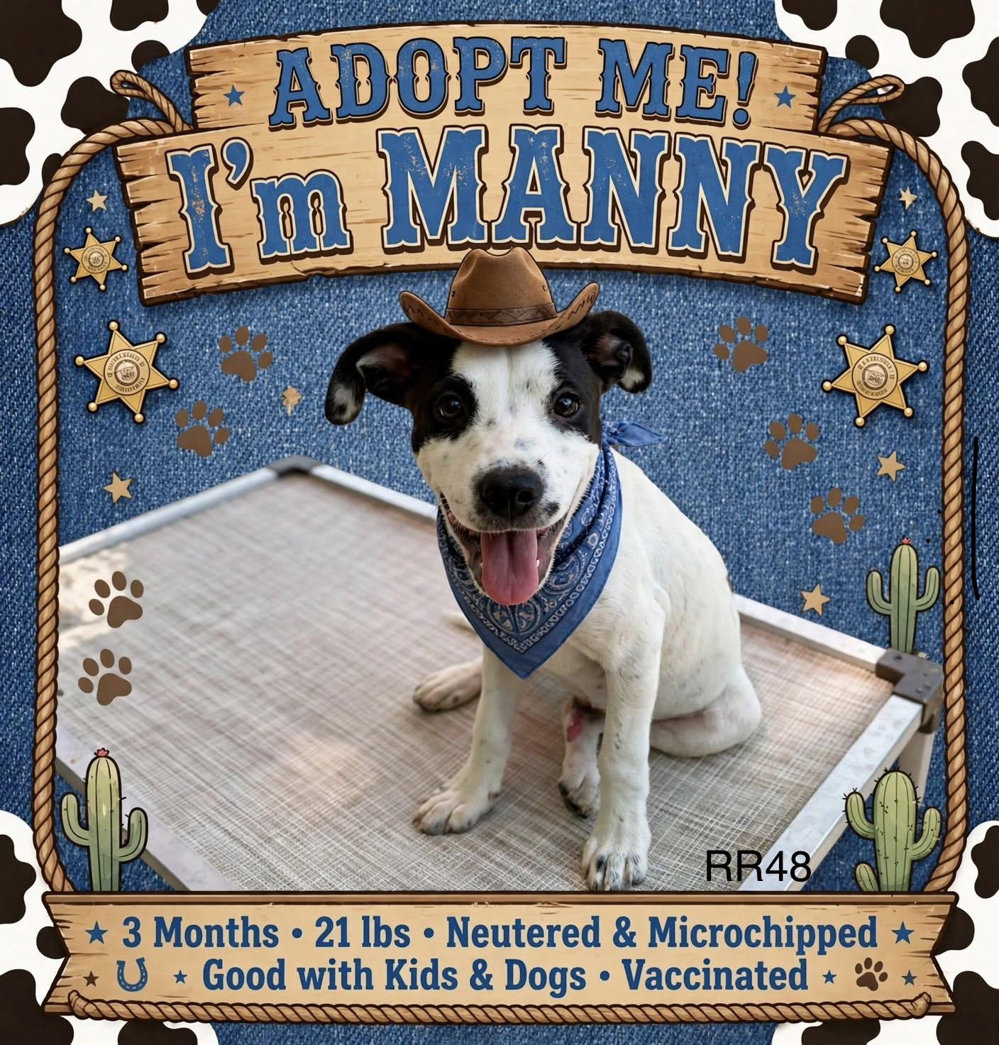 Manny, a Adoptable Mixed Breed in Tonawanda, NY image 2/3