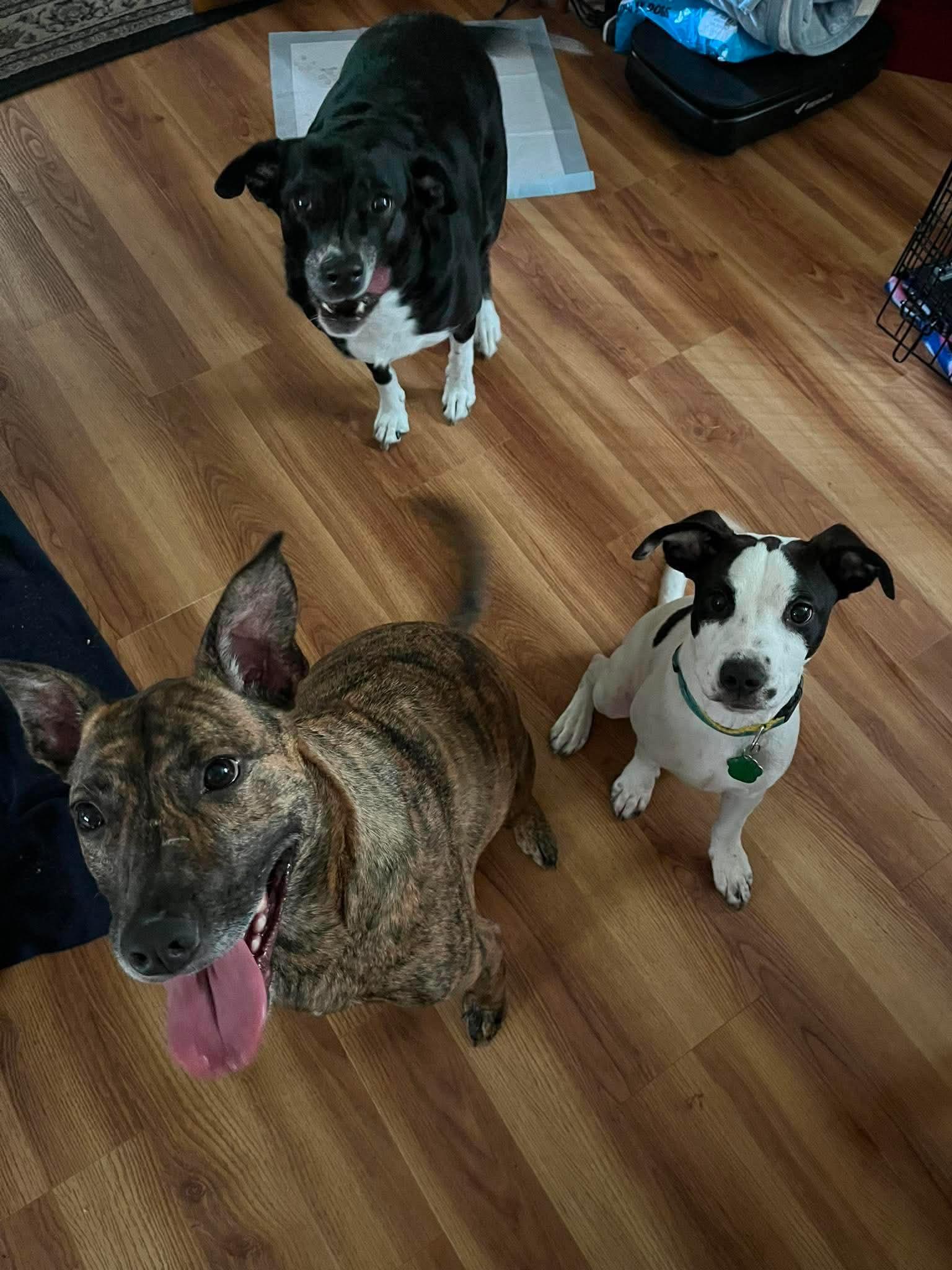 Manny, a Adoptable Mixed Breed in Tonawanda, NY image 3/3