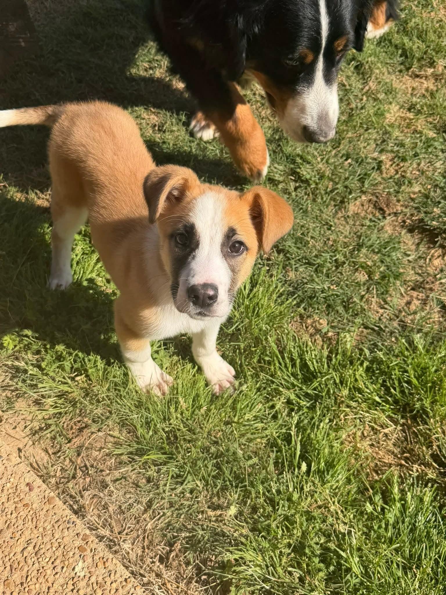 Enlarge Annie, a Adoptable mixed breed in Westport, MA image 4/6