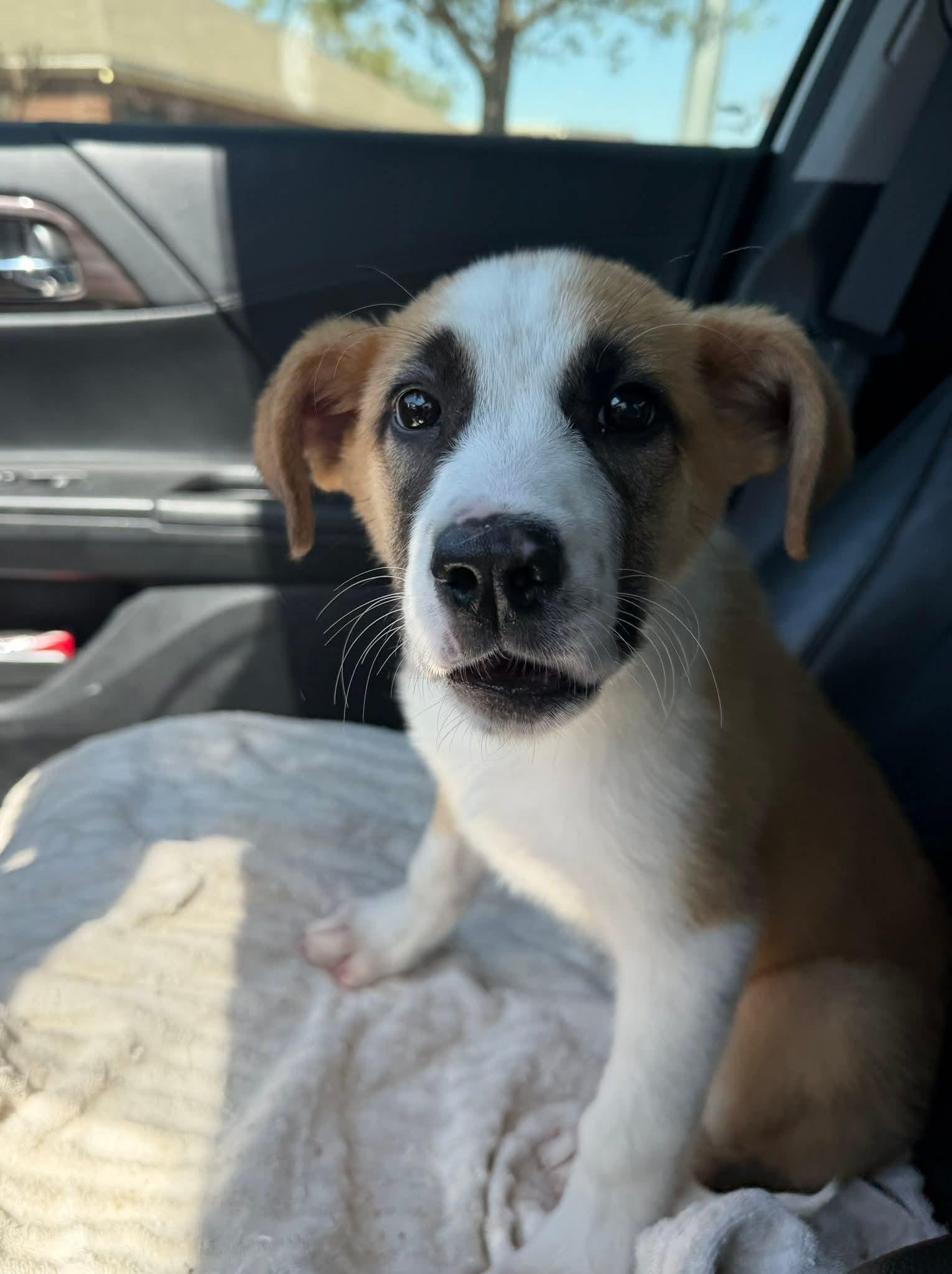 Enlarge Annie, a Adoptable mixed breed in Westport, MA image 6/6