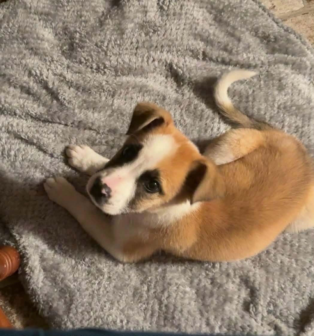 Enlarge Annie, a Adoptable mixed breed in Westport, MA image 2/6