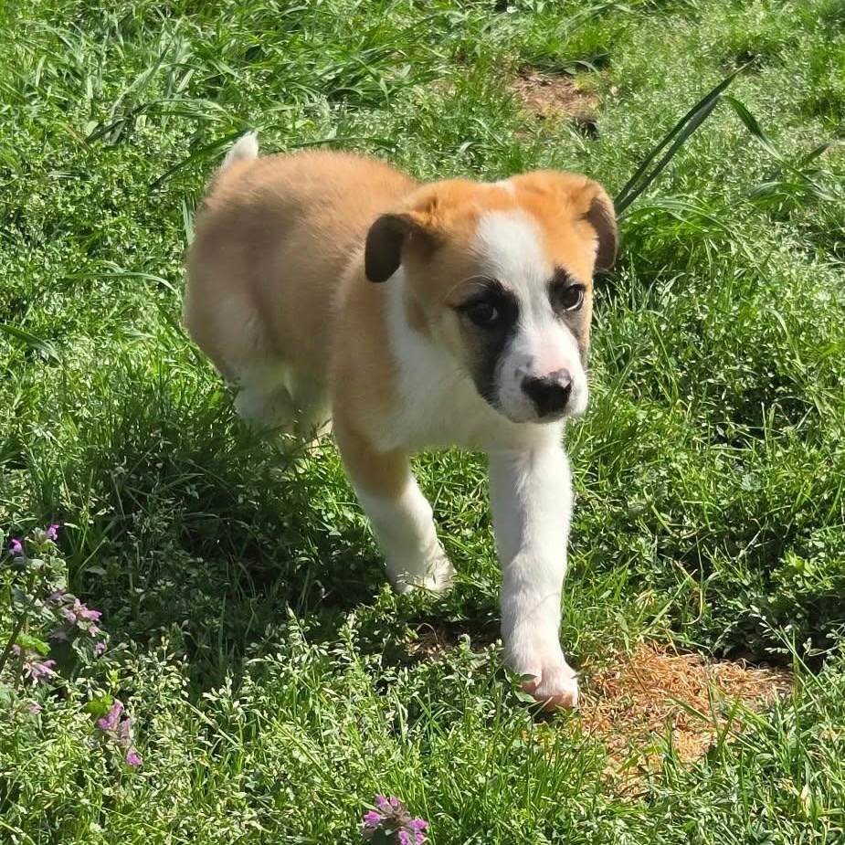 Enlarge Annie, a Adoptable mixed breed in Westport, MA image 3/6