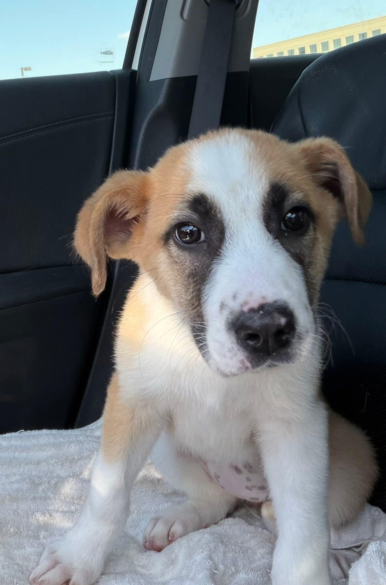 Enlarge Annie, a Adoptable mixed breed in Westport, MA image 1/6