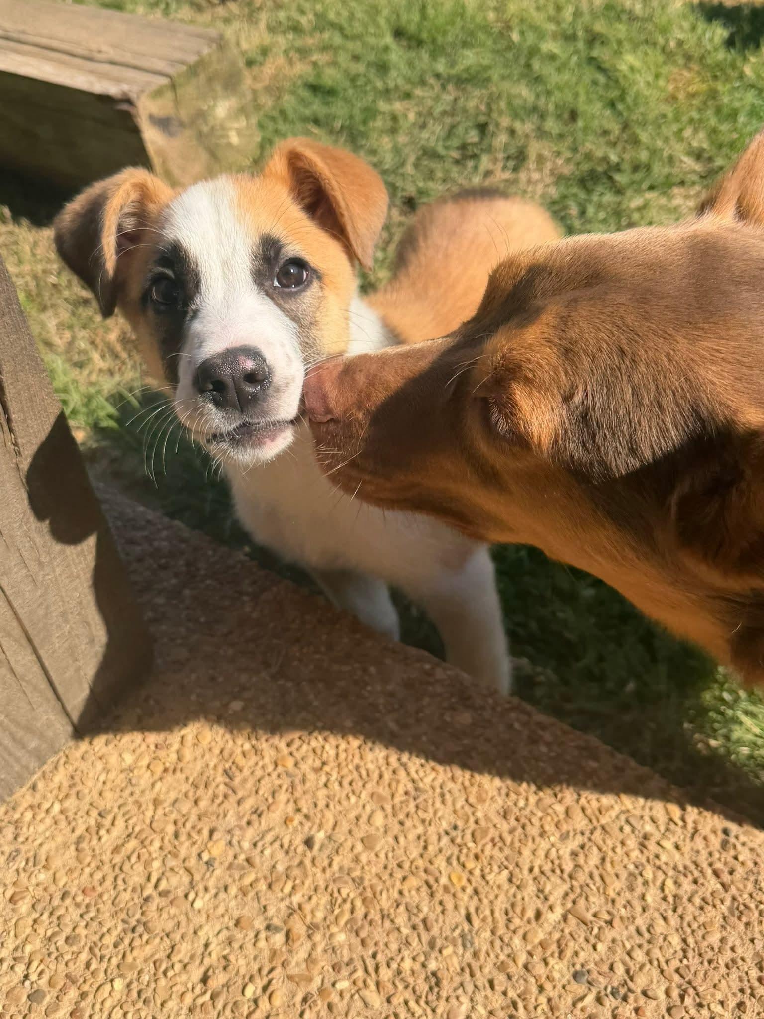Enlarge Annie, a Adoptable mixed breed in Westport, MA image 5/6