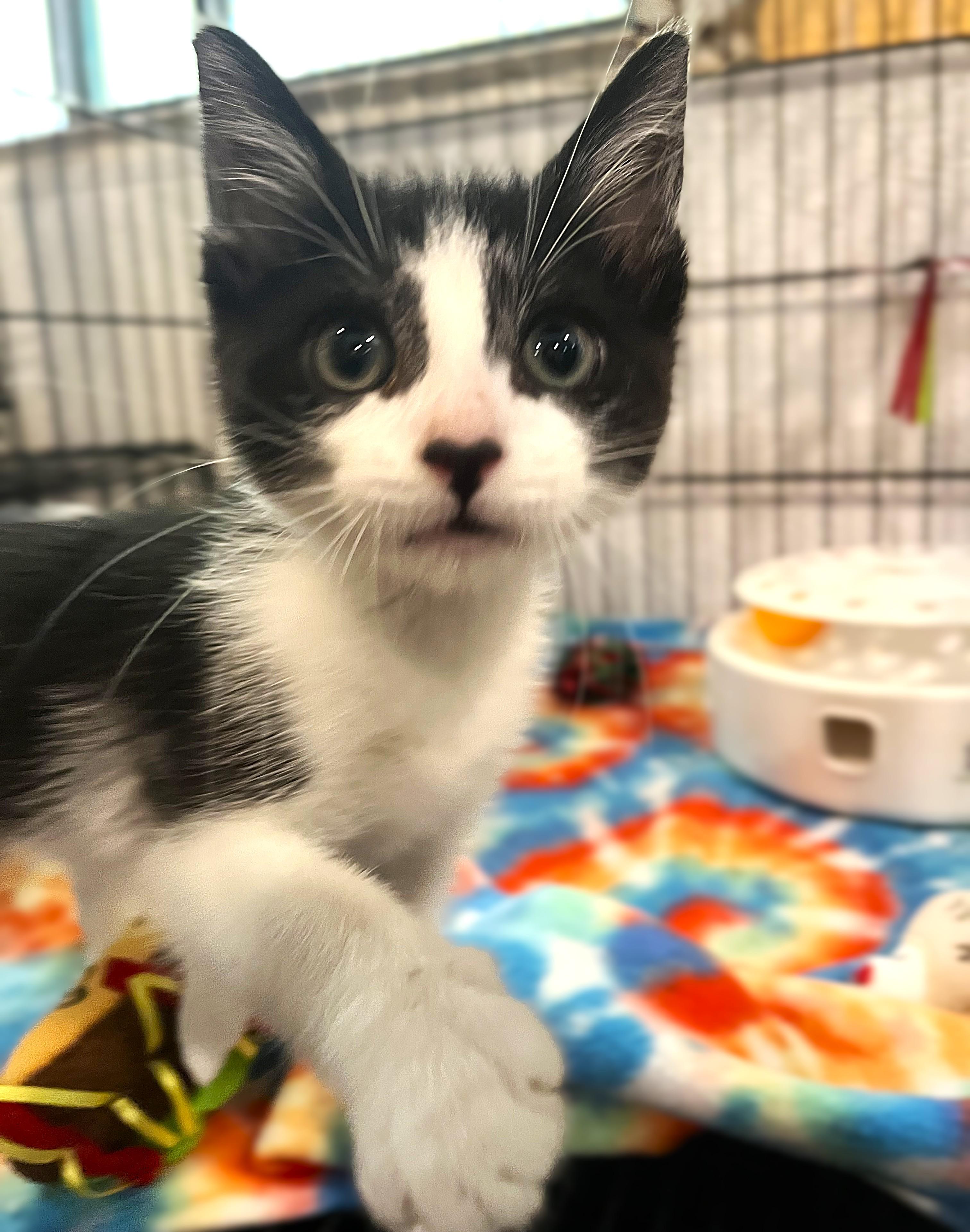 Berkley 1122, adopted, Kitten Male Domestic Short Hair.