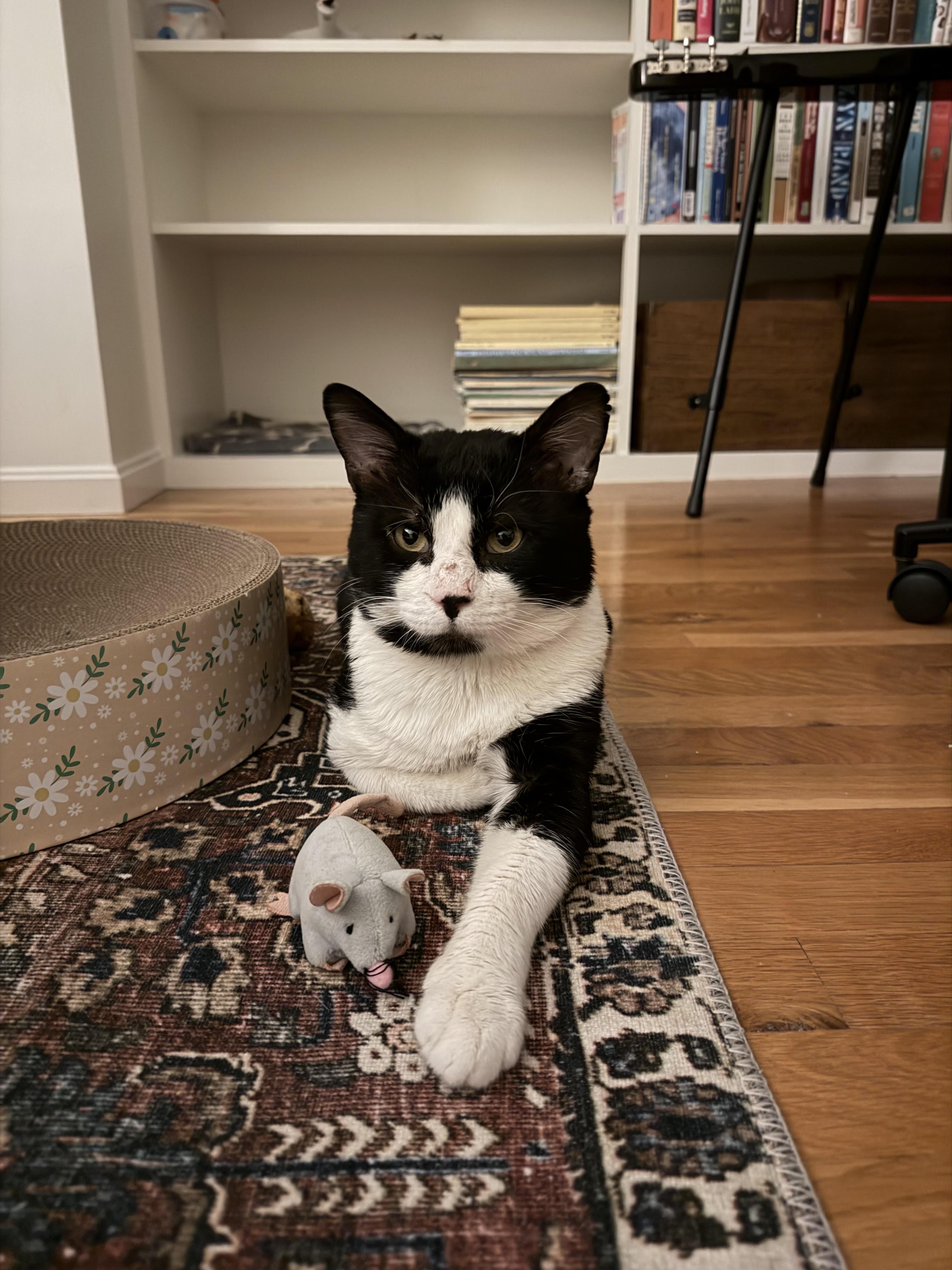 JB, a ADOPTABLE Domestic Short Hair in Melrose, MA image 4/6