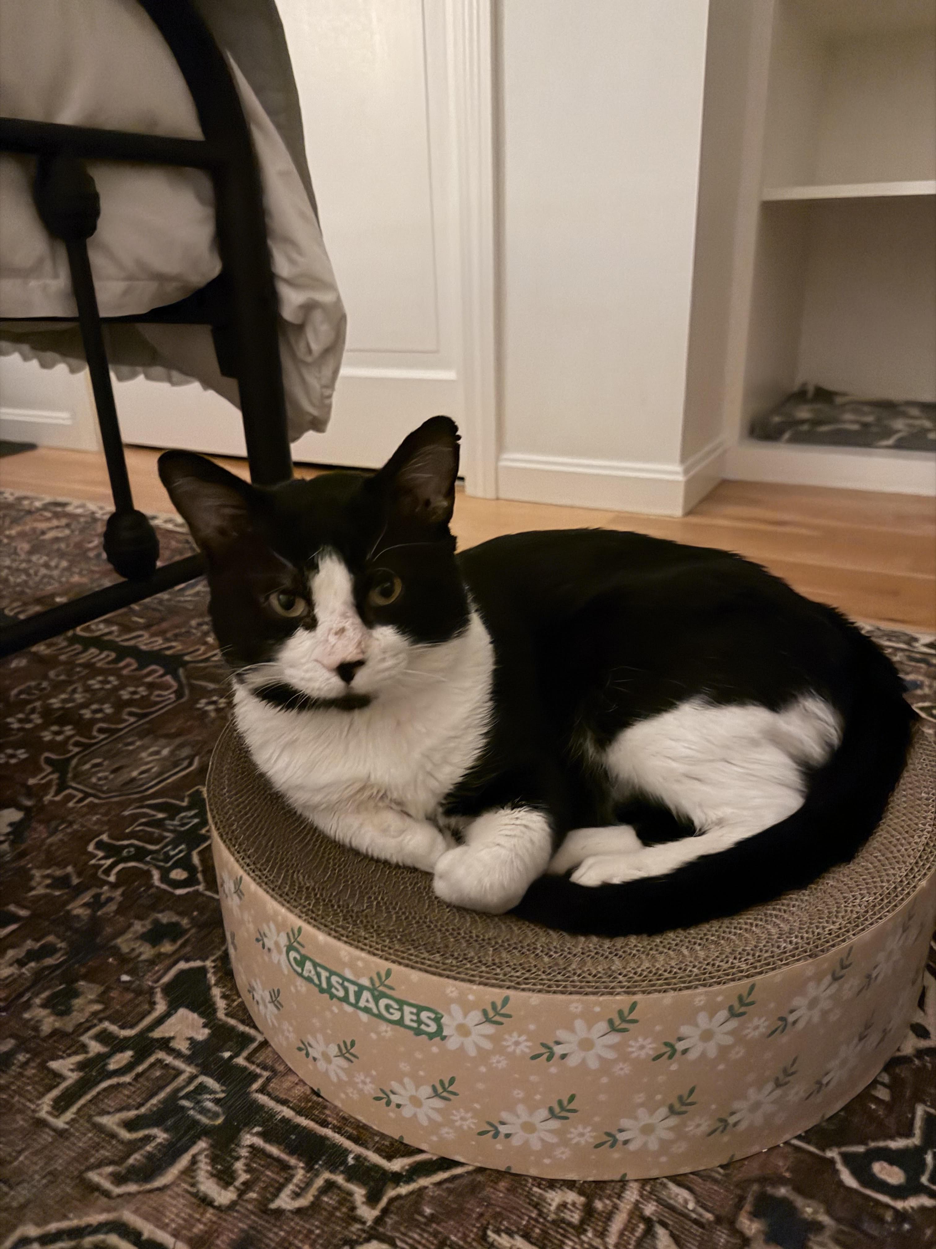 JB, a ADOPTABLE Domestic Short Hair in Melrose, MA image 5/6