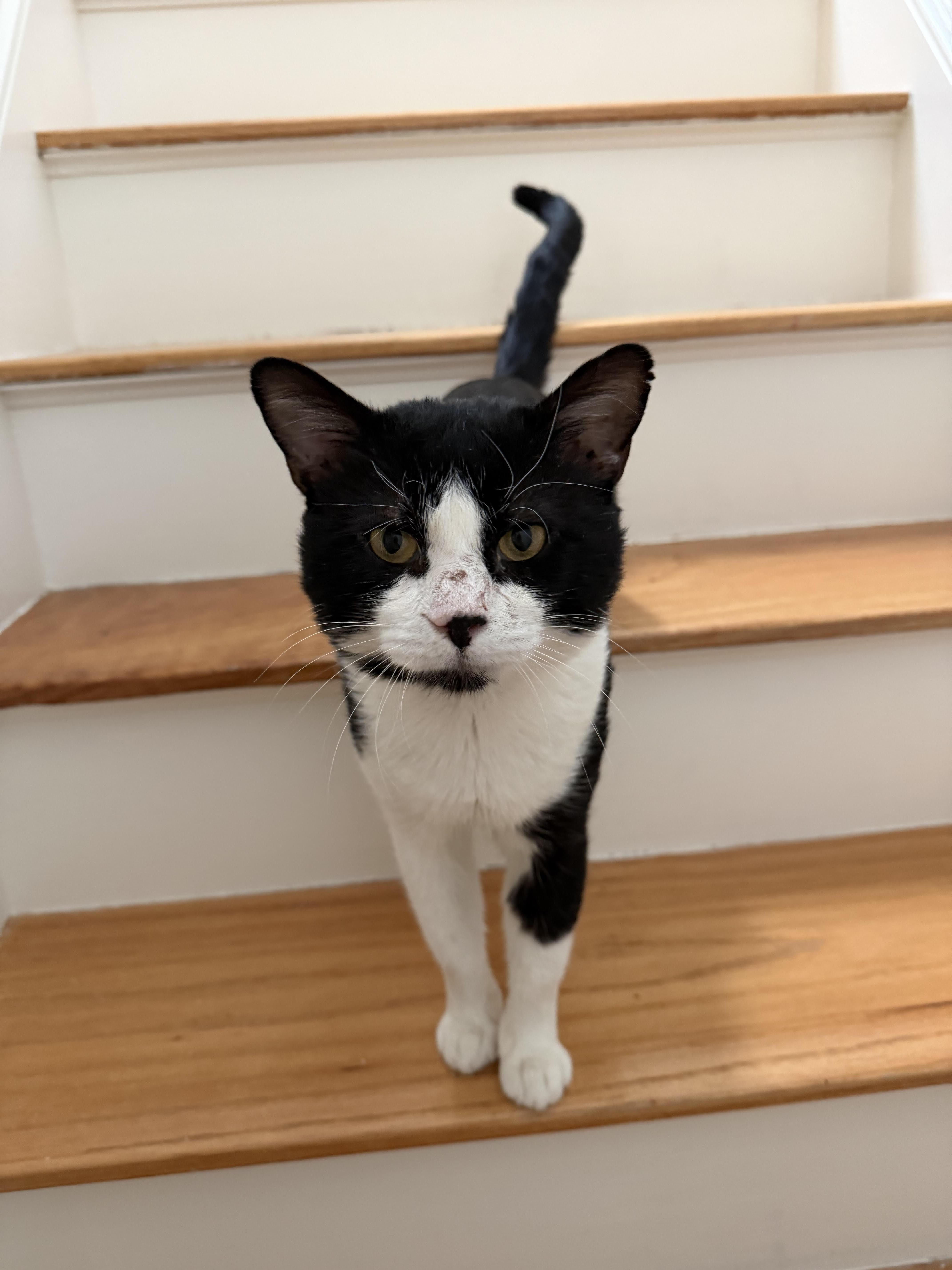 JB, ADOPTABLE, Adult Male Domestic Short Hair.