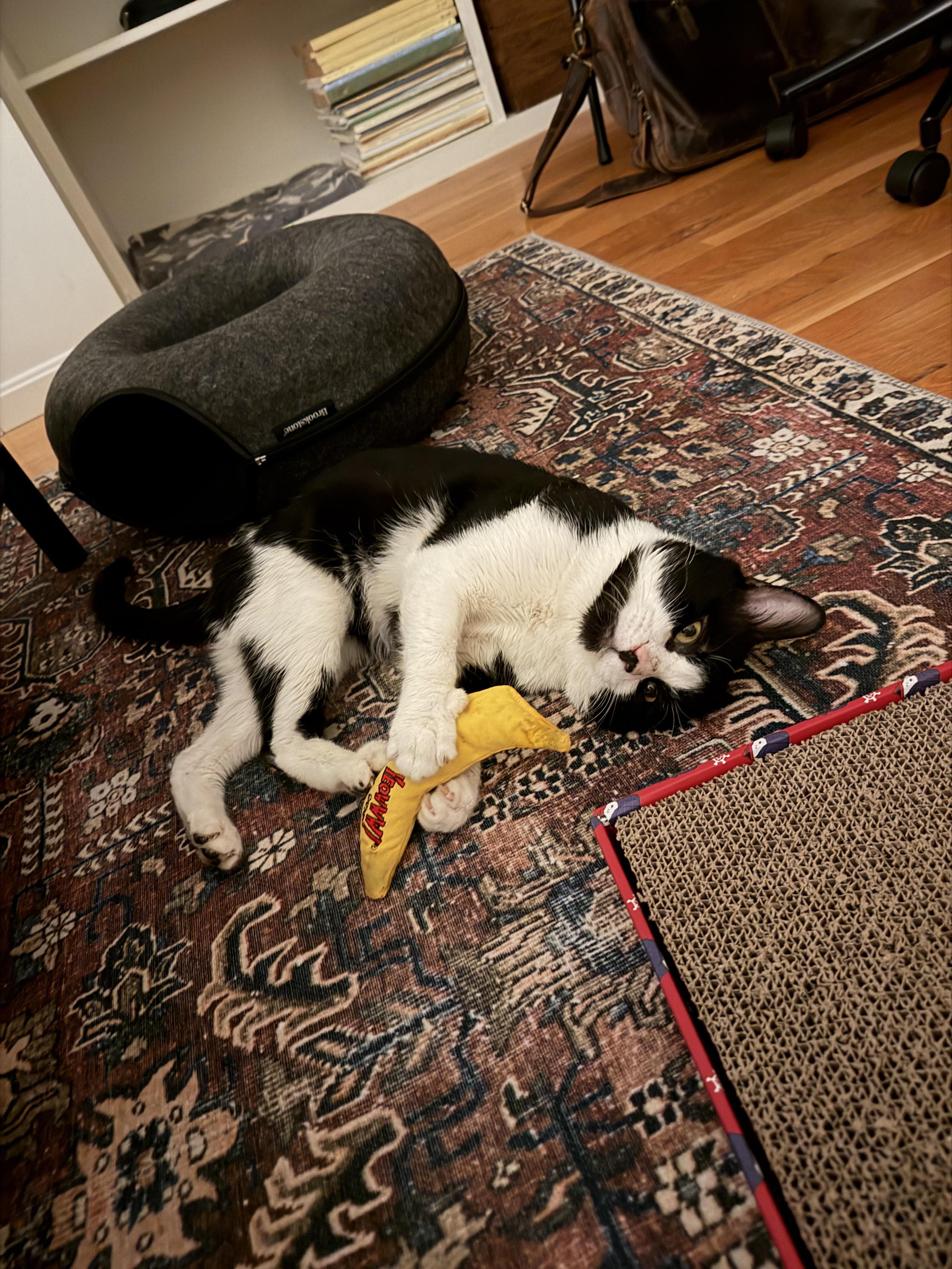 JB, a ADOPTABLE Domestic Short Hair in Melrose, MA image 3/6