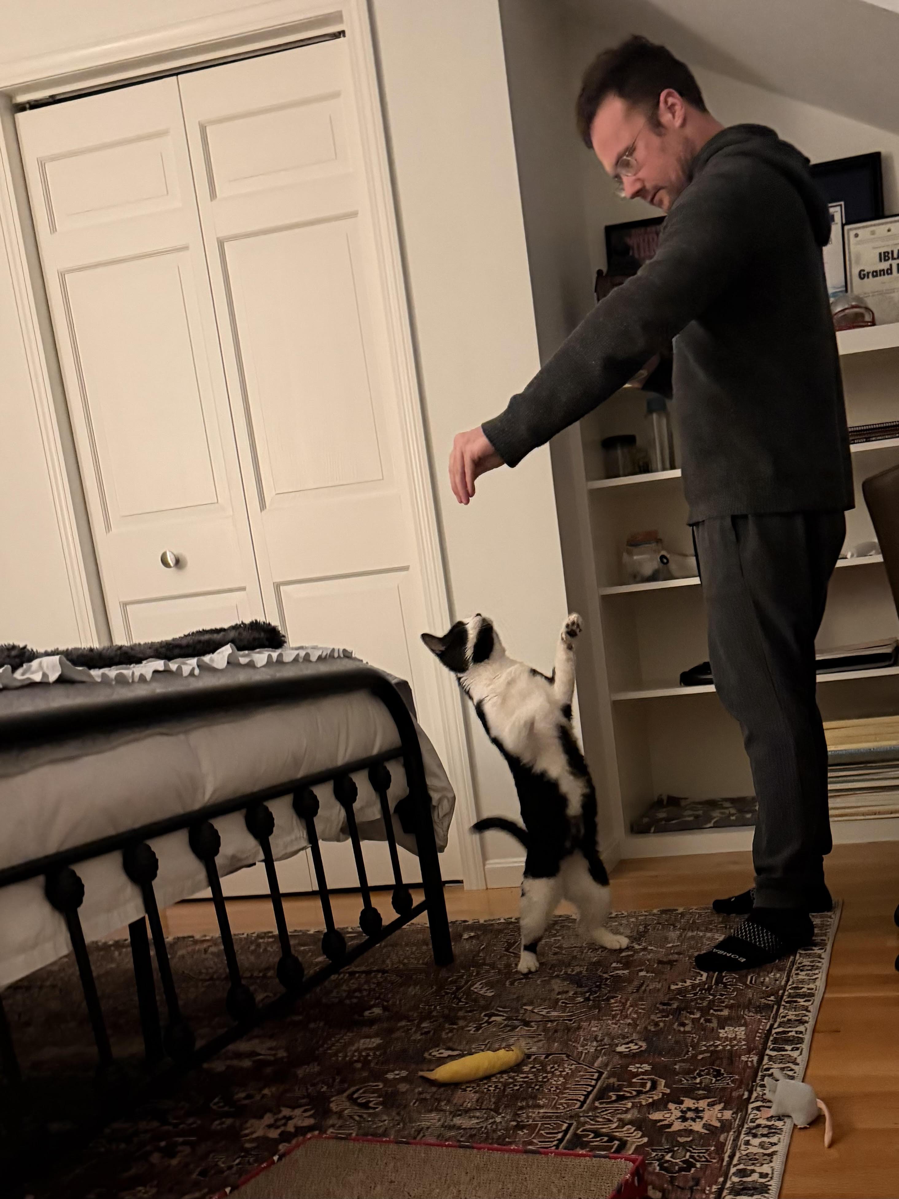 JB, a ADOPTABLE Domestic Short Hair in Melrose, MA image 2/6