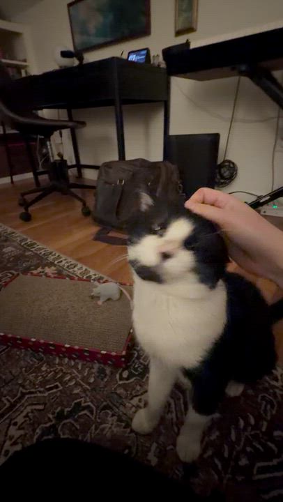 Enlarge JB, a ADOPTABLE Domestic Short Hair in Melrose, MA video 6/6