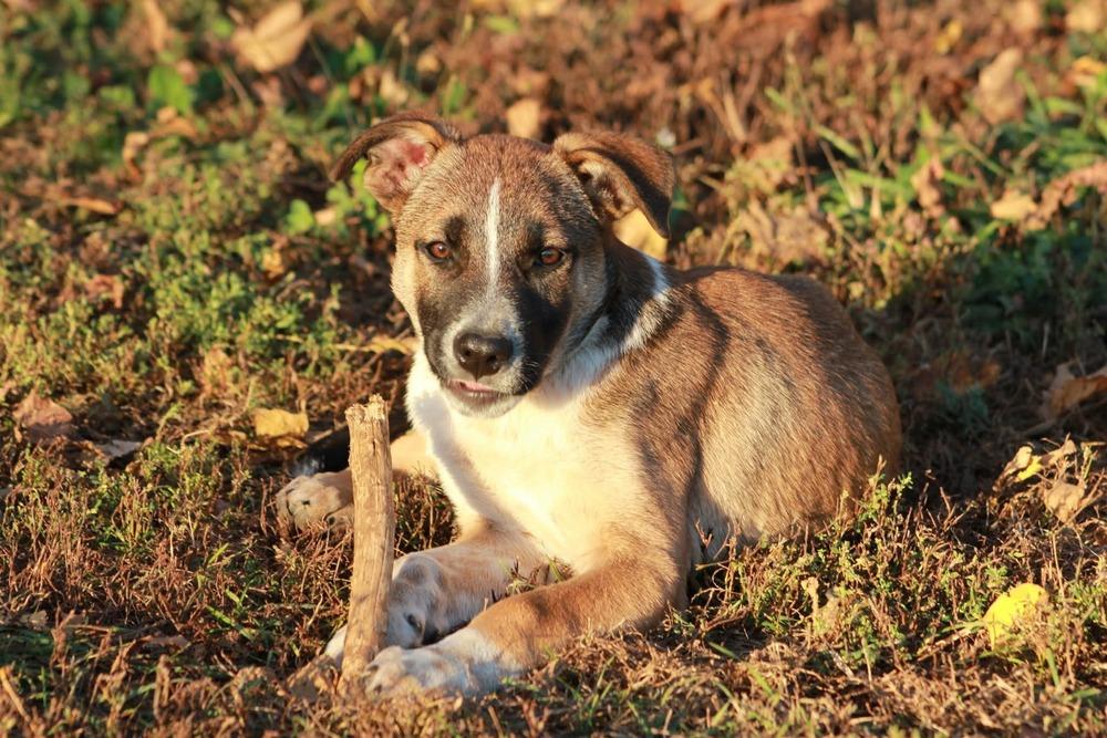 Taz, a Adoptable mixed breed in Hastings, MN image 1/6
