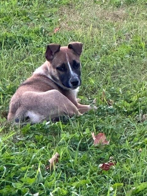 Taz, a Adoptable mixed breed in Hastings, MN image 2/6