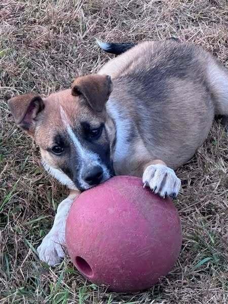 Taz, a Adoptable mixed breed in Hastings, MN image 3/6
