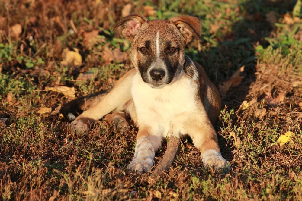 Taz, a Adoptable mixed breed in Hastings, MN image 4/6