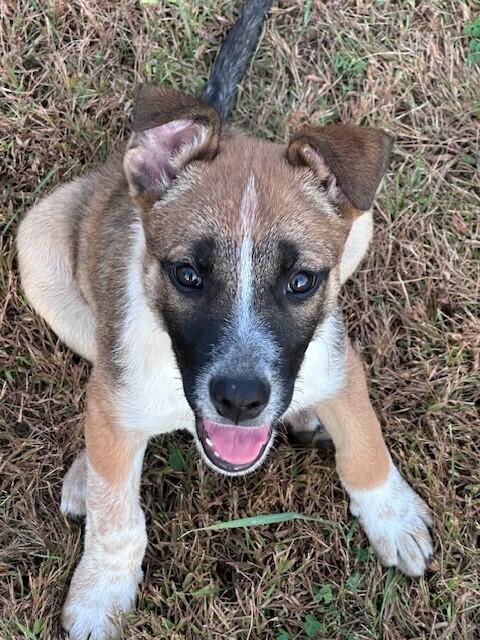 Taz, a Adoptable mixed breed in Hastings, MN image 5/6