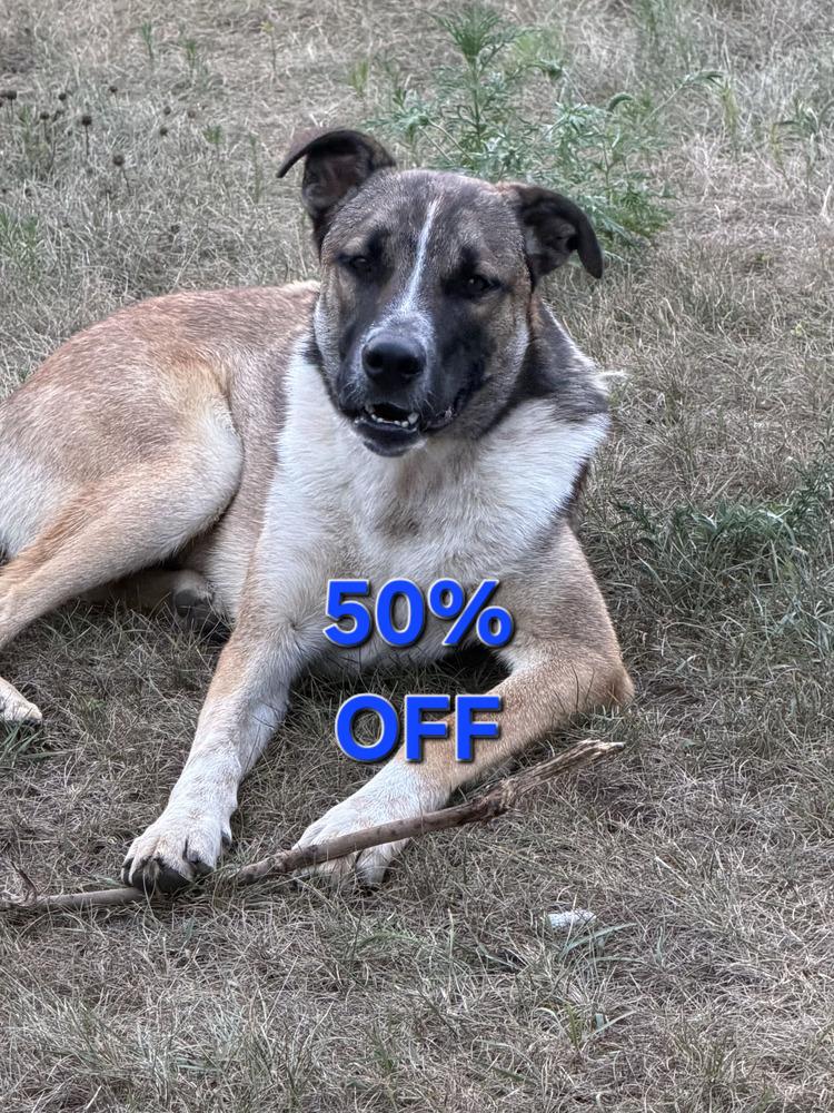 Taz, a Adoptable mixed breed in Hastings, MN image 2/4