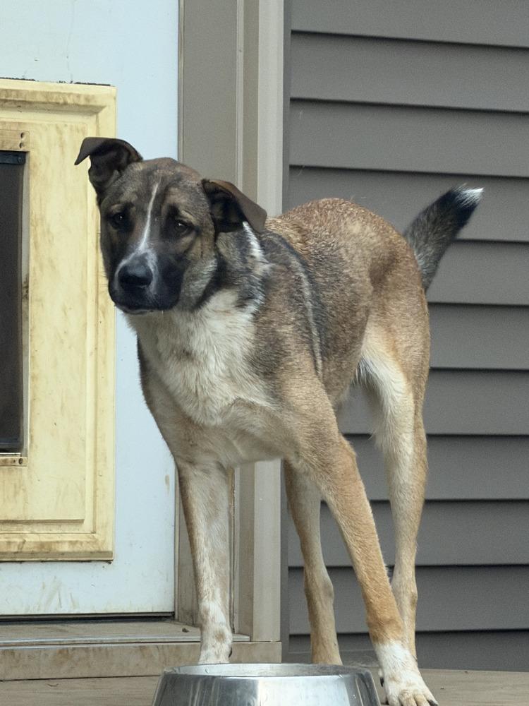 Taz, a Adoptable mixed breed in Hastings, MN image 3/4