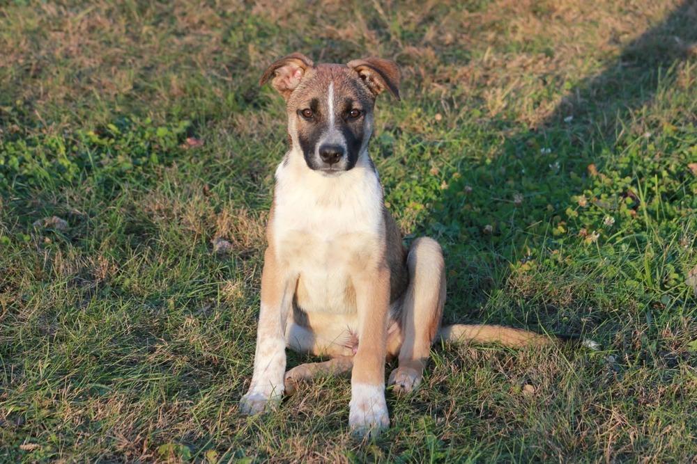 Taz, a Adoptable mixed breed in Hastings, MN image 6/6