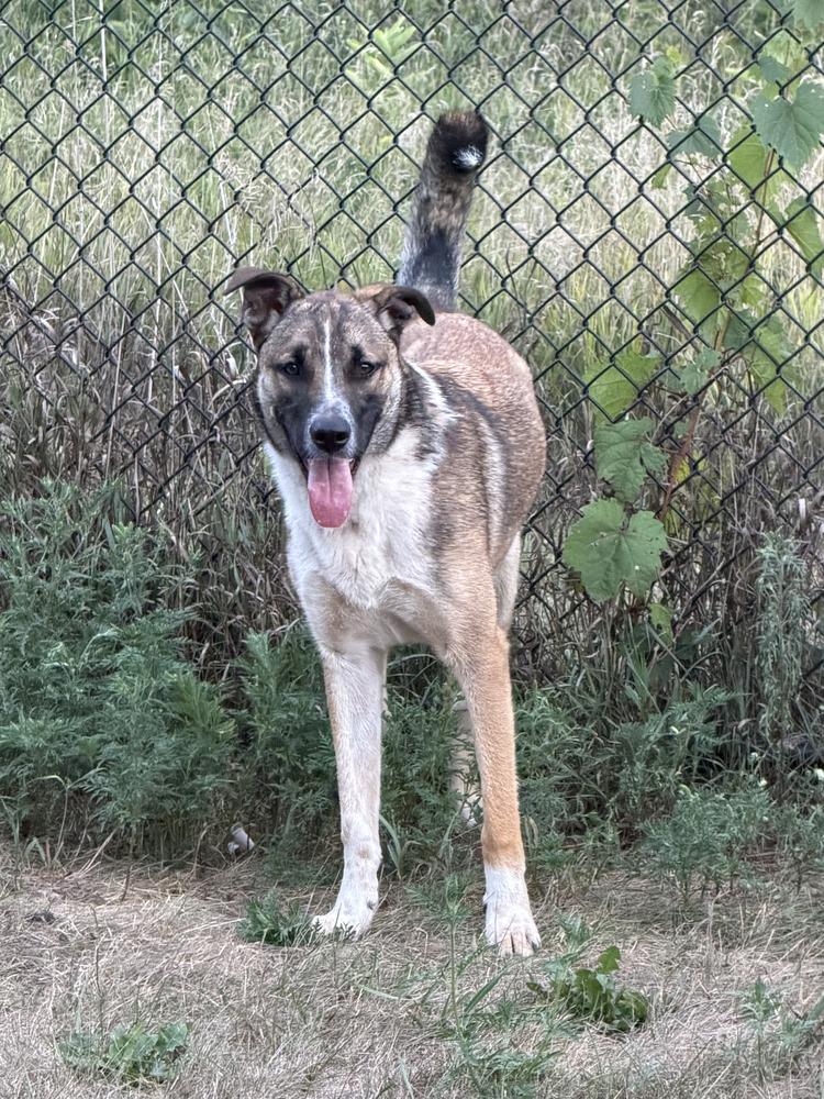 Taz, a Adoptable mixed breed in Hastings, MN image 4/4