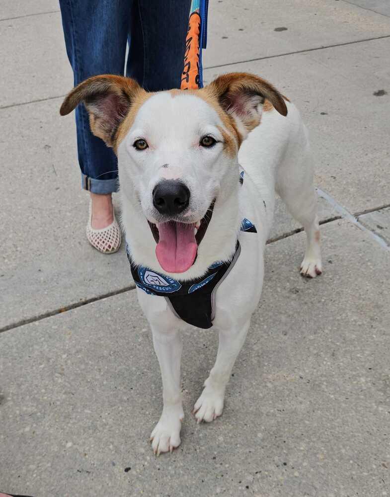 Enlarge James, a Adoptable mixed breed in Silver Spring, MD image 1/6