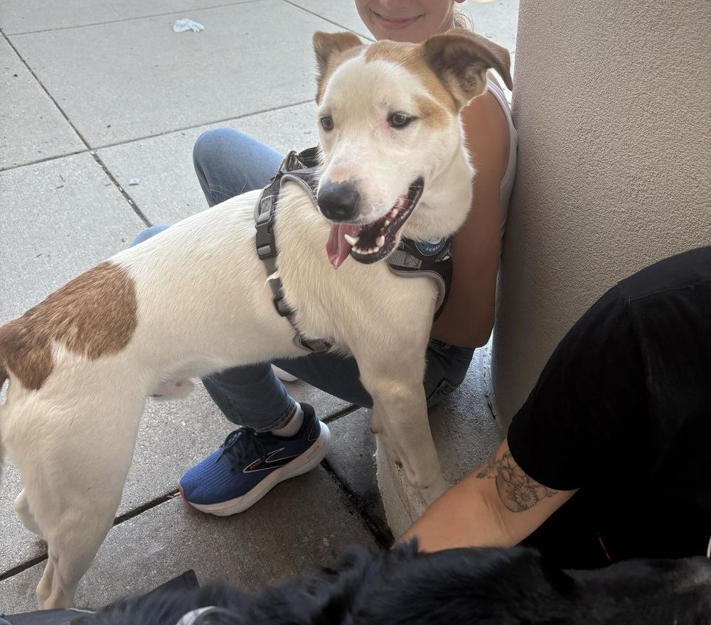 Enlarge James, a Adoptable mixed breed in Silver Spring, MD image 3/6