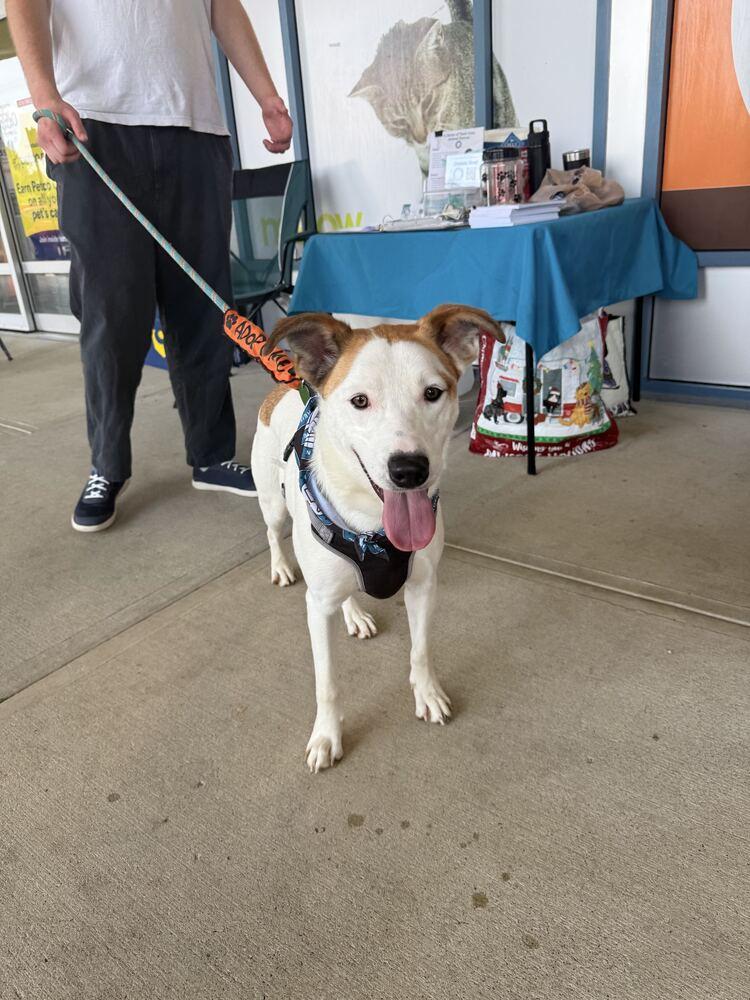 Enlarge James, a Adoptable mixed breed in Silver Spring, MD image 4/6