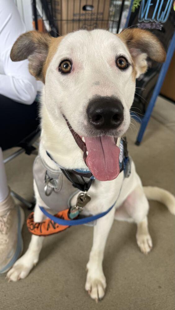 Enlarge James, a Adoptable mixed breed in Silver Spring, MD image 5/6