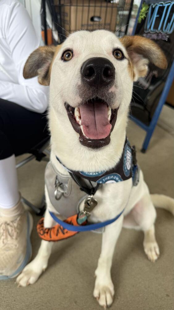 Enlarge James, a Adoptable mixed breed in Silver Spring, MD image 6/6