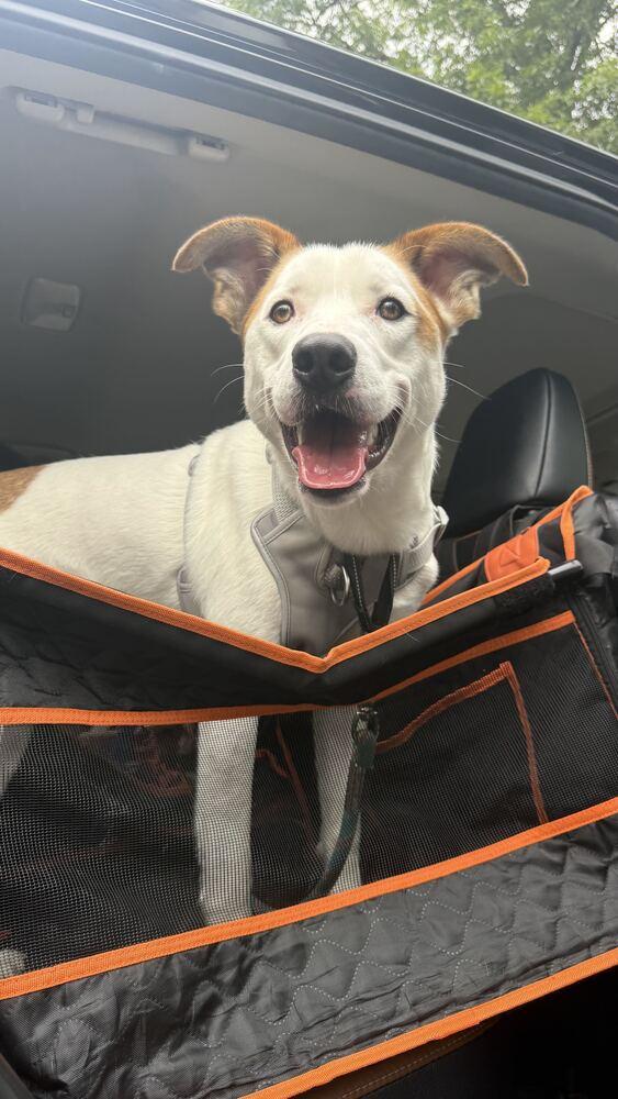 Enlarge James, a Adoptable mixed breed in Silver Spring, MD image 2/6