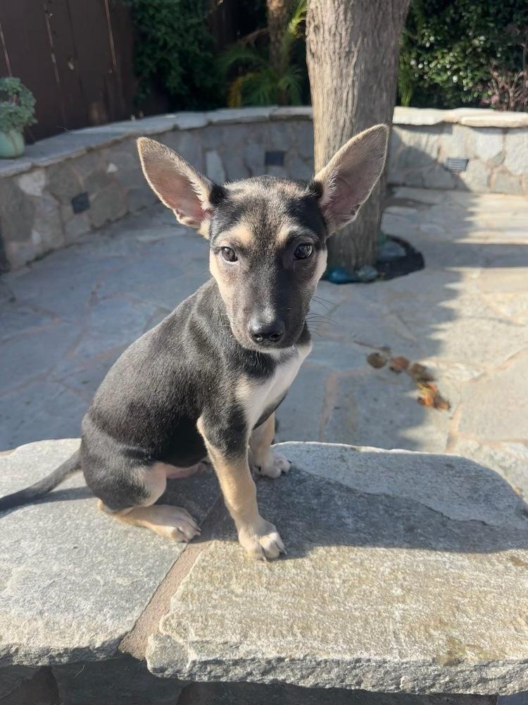 Doodle, Adoptable, Puppy Male German Shepherd Dog & Husky.