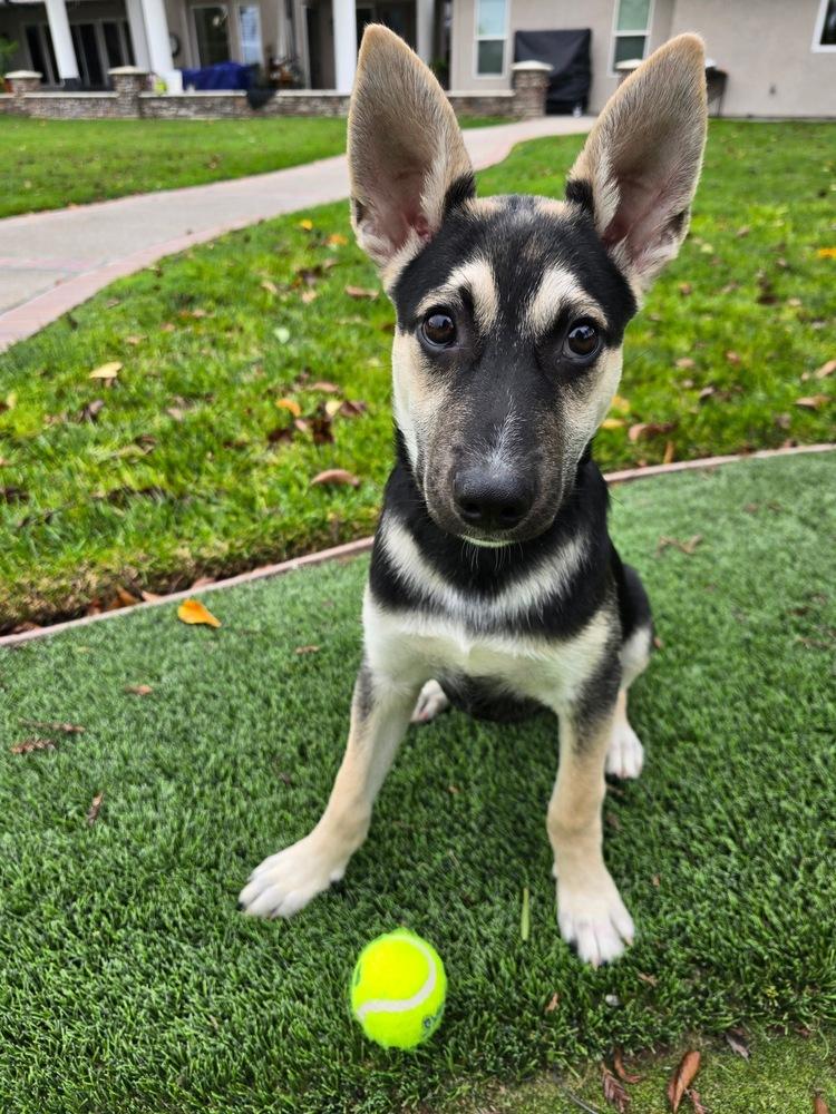 Doodle, Adoptable, Puppy Male German Shepherd Dog & Australian Cattle Dog / Blue Heeler.