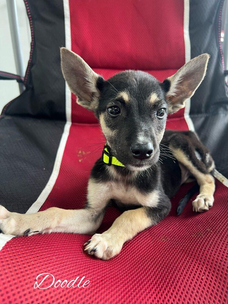 Doodle, a Adoptable mixed breed in Pleasant Hill, CA image 2/6