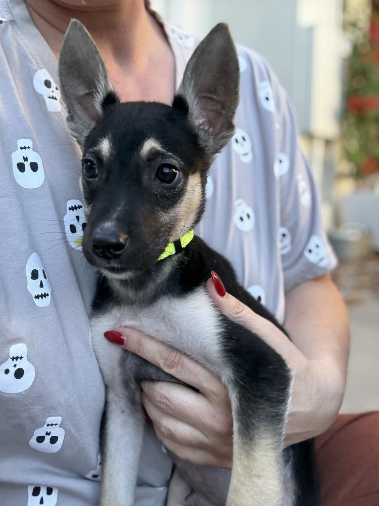 Doodle, a Adoptable mixed breed in Pleasant Hill, CA image 3/6