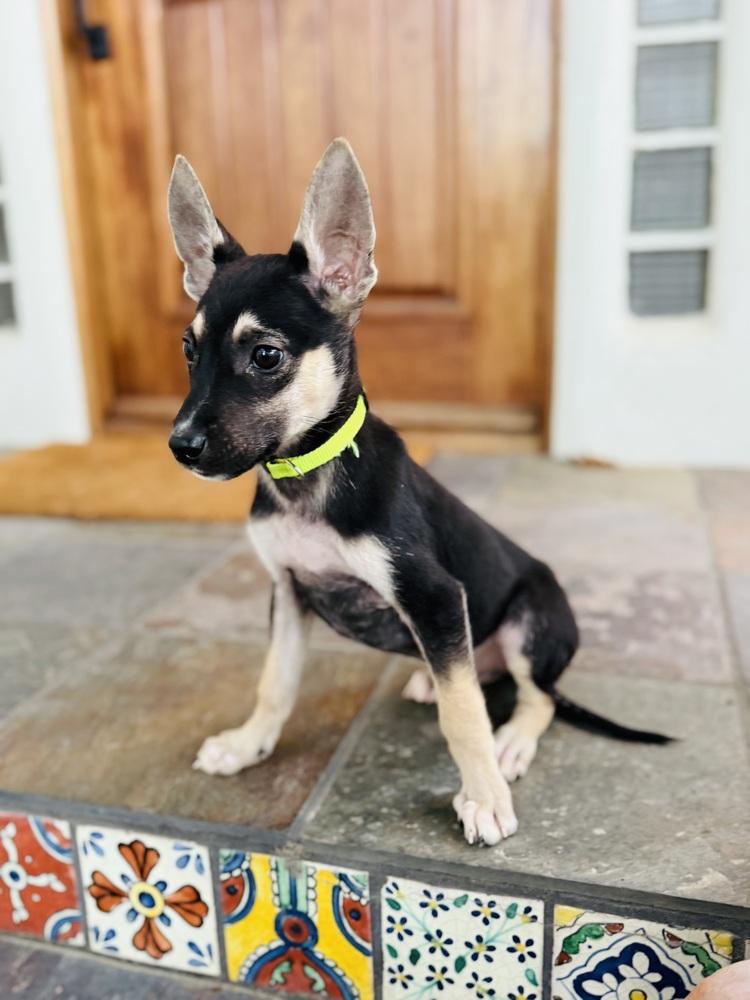 Doodle, a Adoptable mixed breed in Pleasant Hill, CA image 4/6