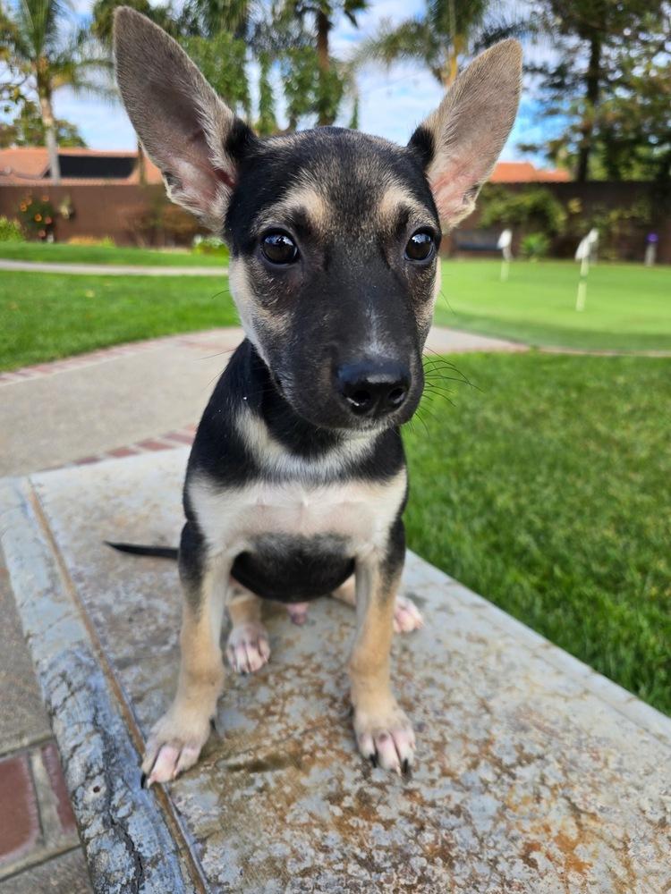 Doodle, a Adoptable mixed breed in Pleasant Hill, CA image 5/6