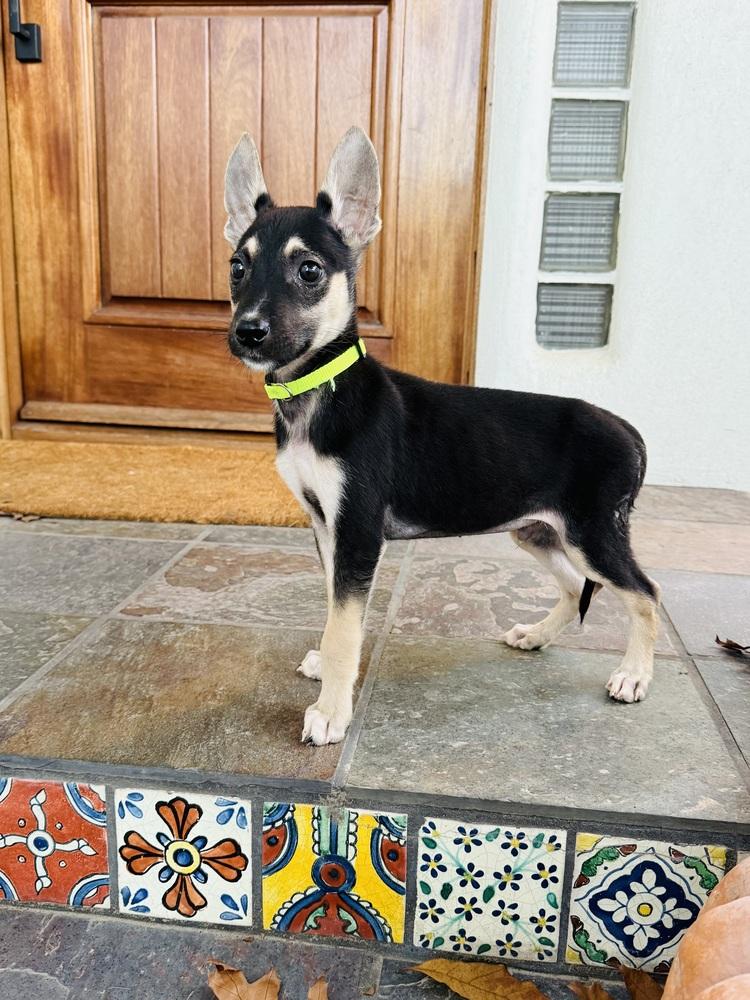 Doodle, a Adoptable mixed breed in Pleasant Hill, CA image 6/6